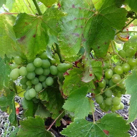 Vakantiehuis Adega Baia Do Canto Al 1398 *