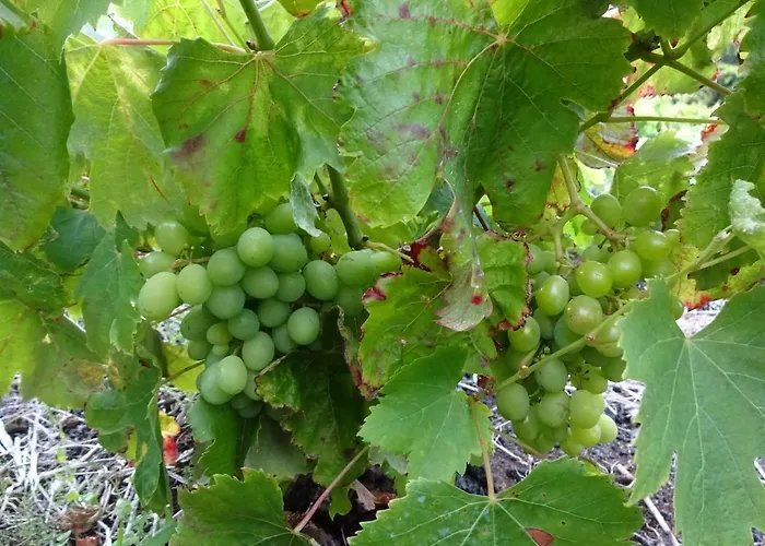 בית נופש Adega Baia Do Canto Al 1398 *